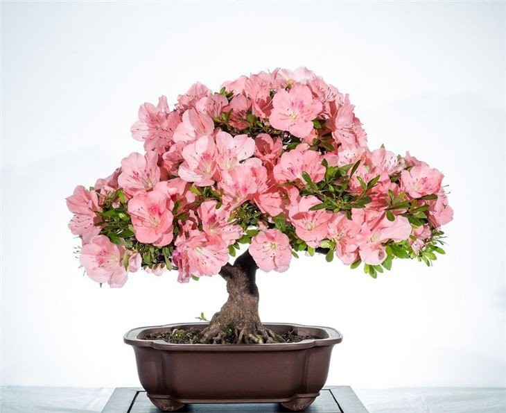 houston-chinese-bonsai-society-show-2014-1(001)